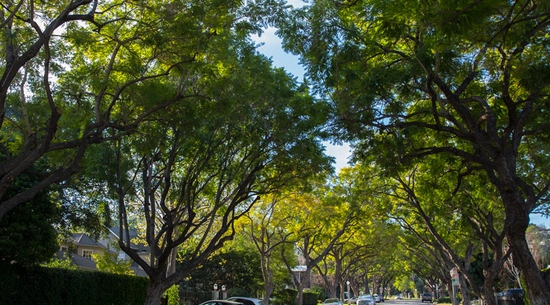 trees